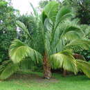 Image of Manarano palm