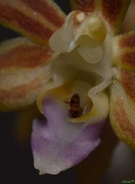 Image of Cleisostoma subulatum Blume