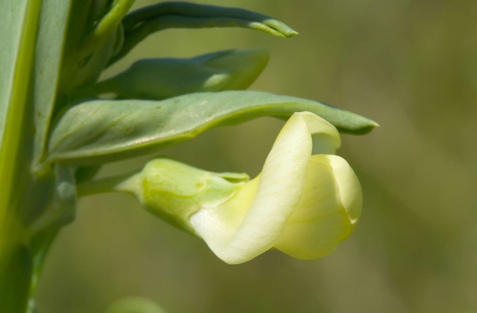 Image of Cyprus-vetch