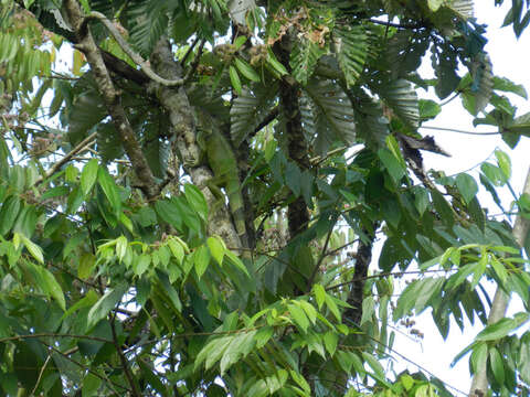 Image of Green Iguana