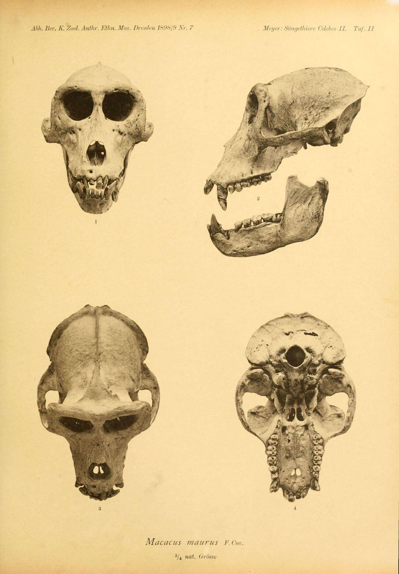 Macaca maura (Schinz 1825) resmi