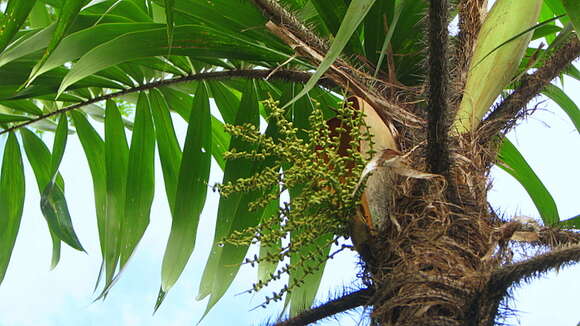 Image of Bactris ferruginea Burret