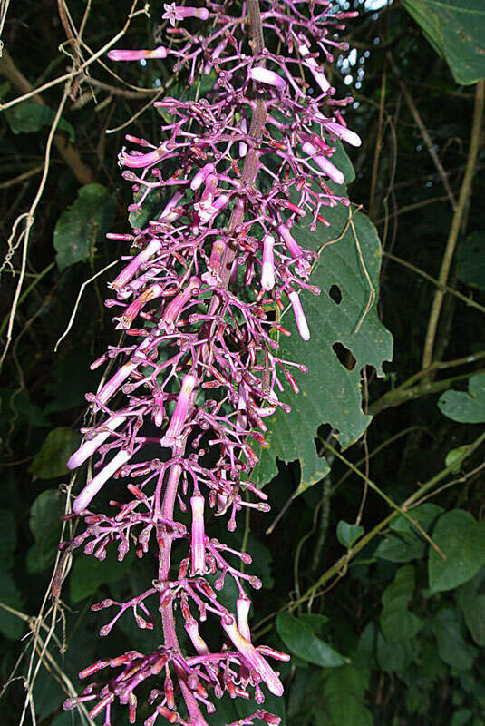 Image of Palicourea stenosepala Standl.