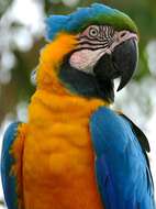 Image of Blue-and-yellow Macaw