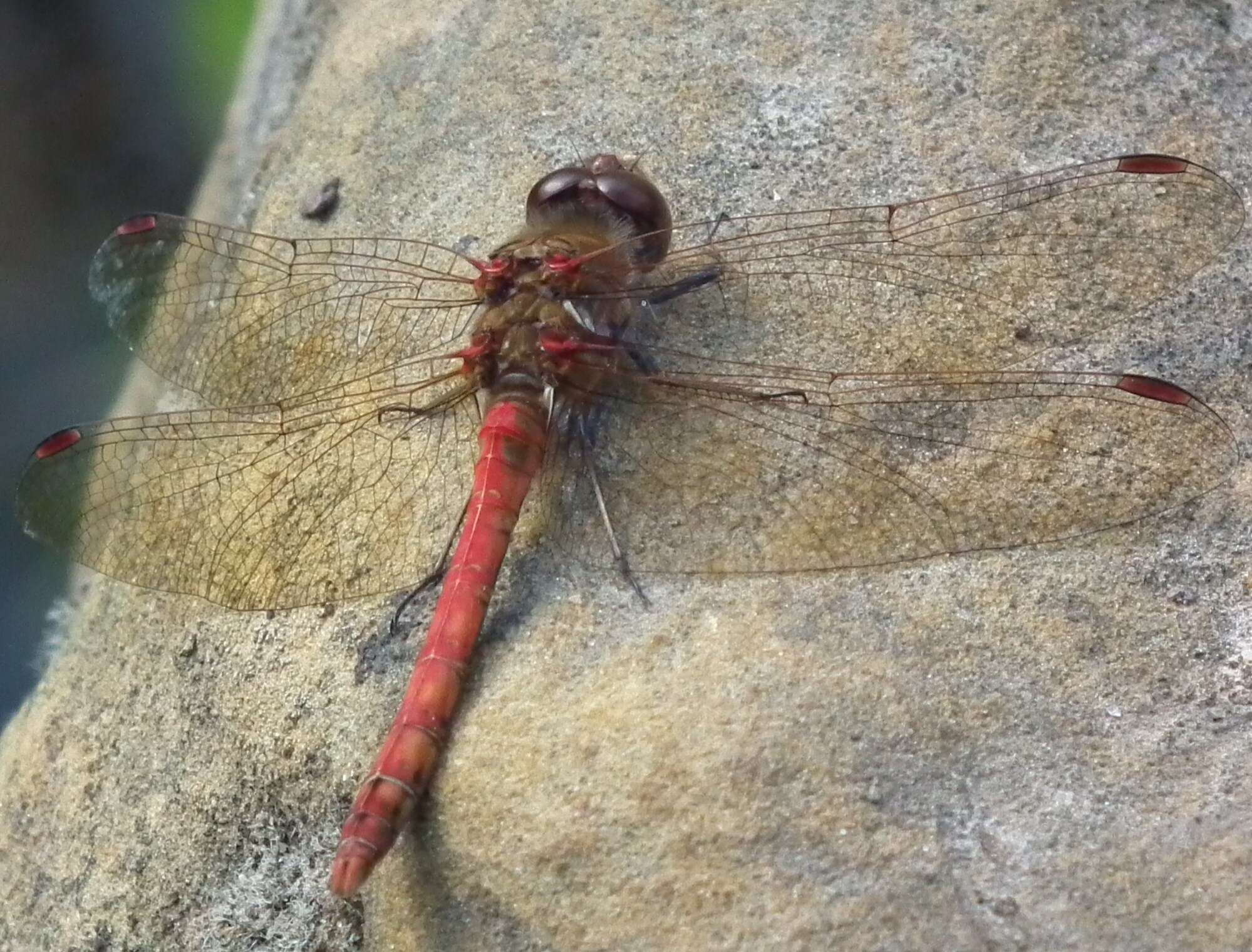 Image of Sympetrum Newman 1833