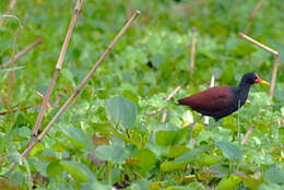 Imagem de Jacana jacana (Linnaeus 1766)