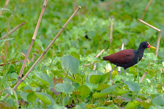 Image of Wattled Jacana