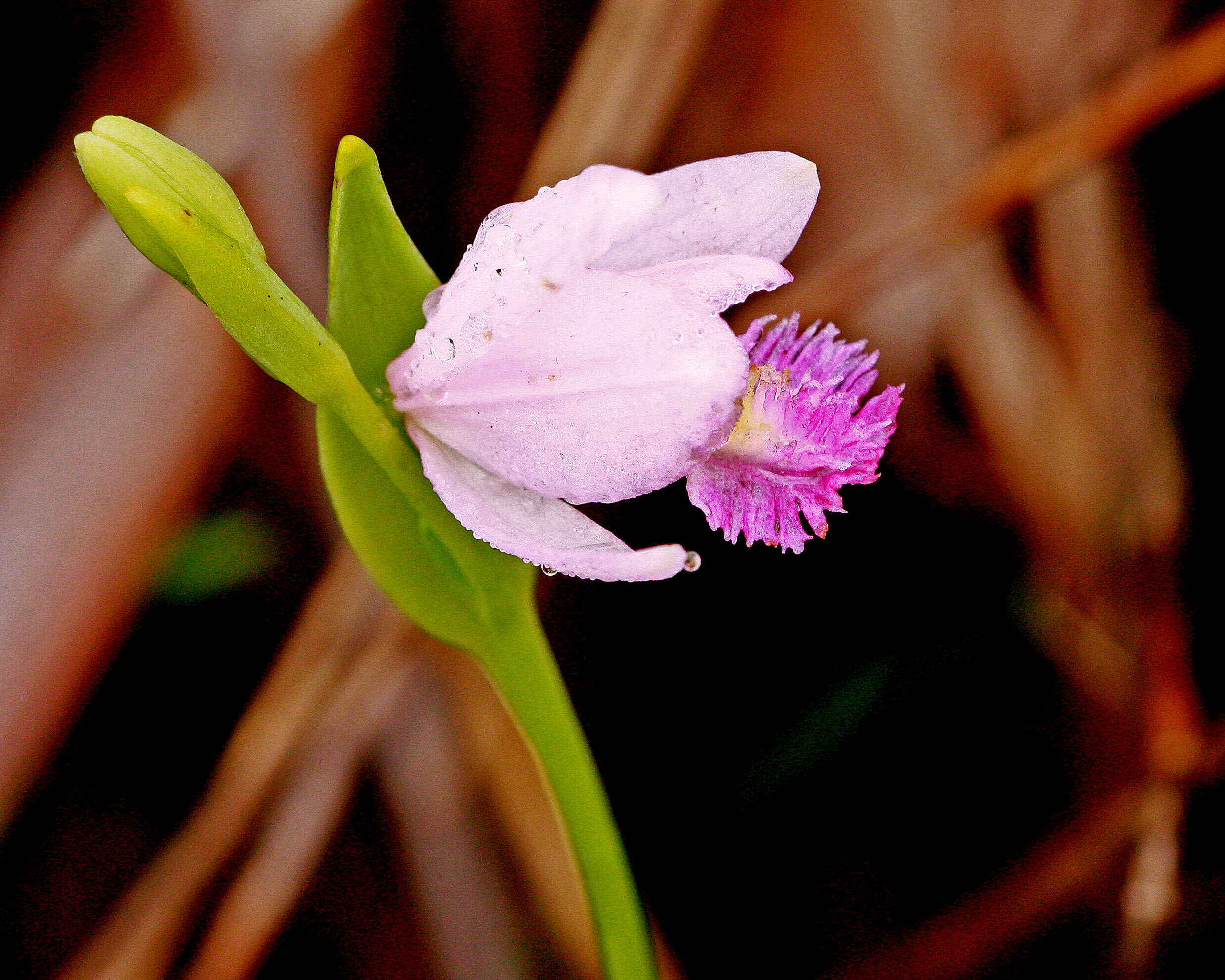 Image of pogonia