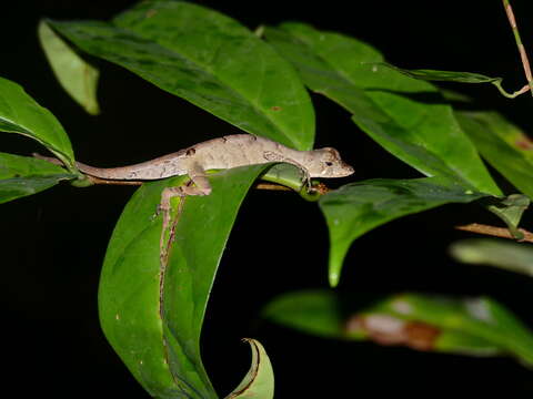 Sivun Anolis chrysolepis Duméril & Bibron 1837 kuva