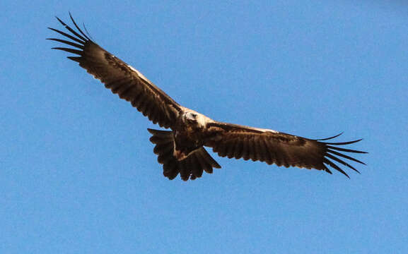 Image of Aquila audax audax (Latham 1801)