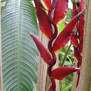 صورة Heliconia lozanoi Abalo & G. Morales