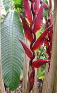 Image of Heliconia lozanoi Abalo & G. Morales