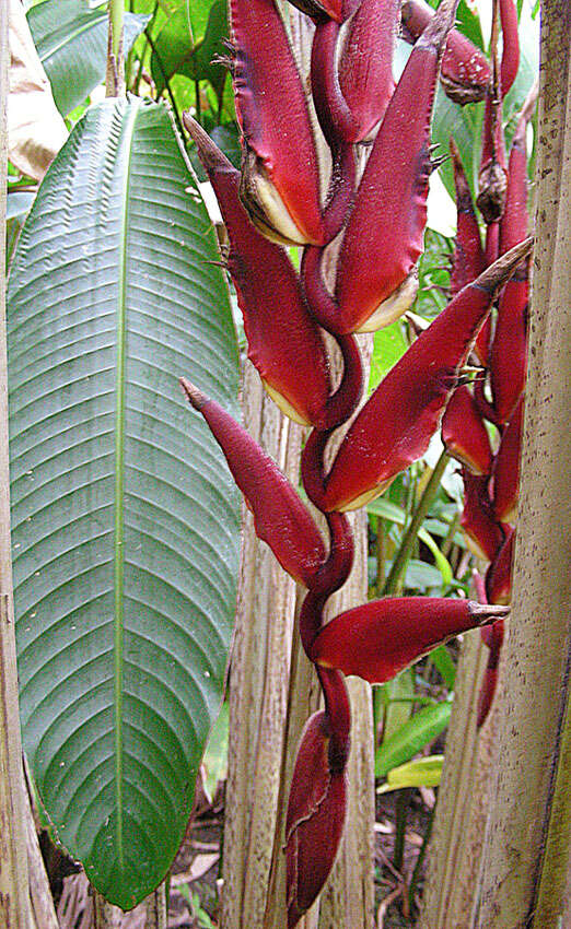 Image of Heliconia lozanoi Abalo & G. Morales