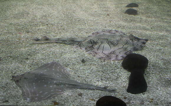 Image of Painted ray or Undulate ray