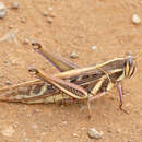 Image of Red locust