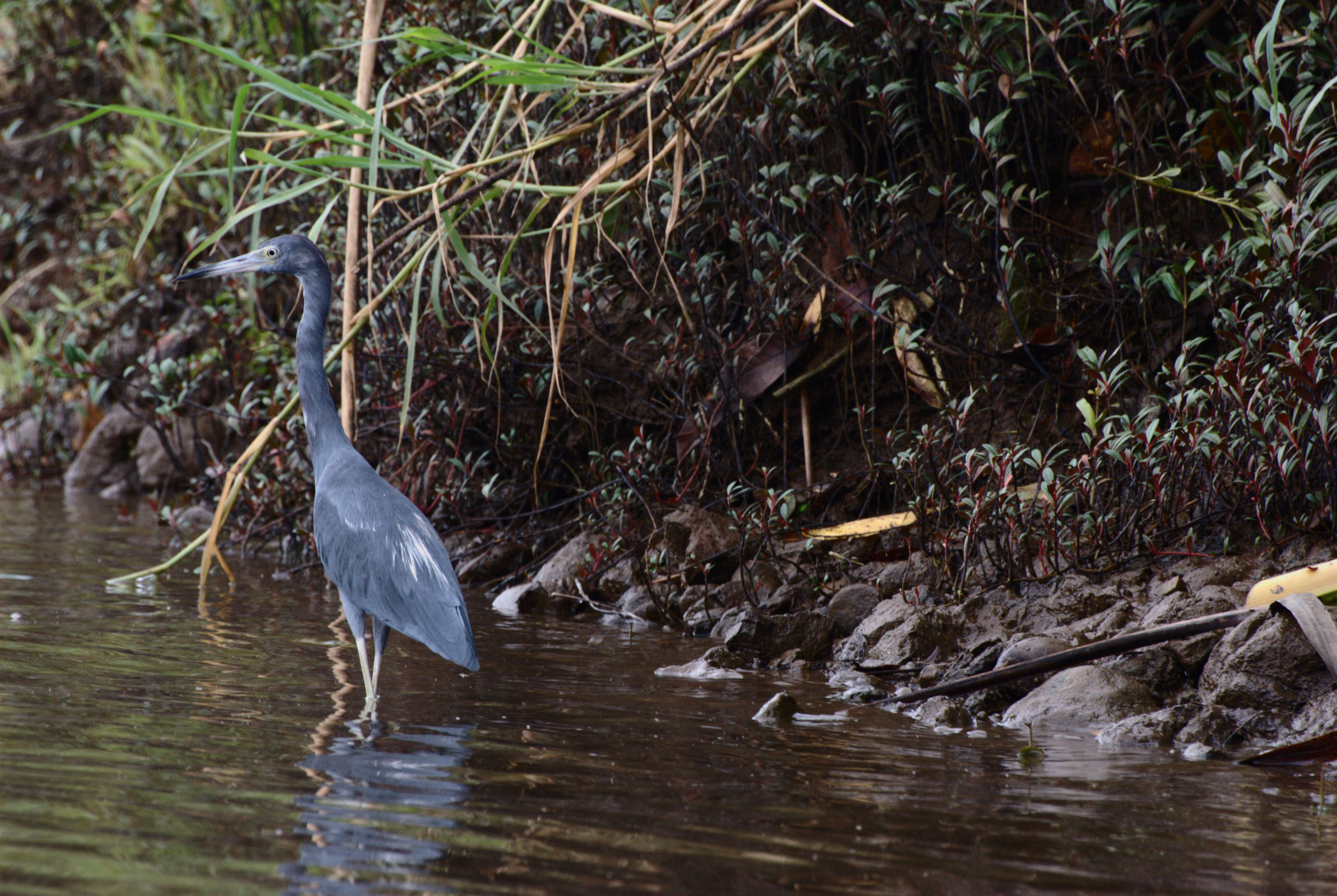 Image of Egretta Forster & T 1817