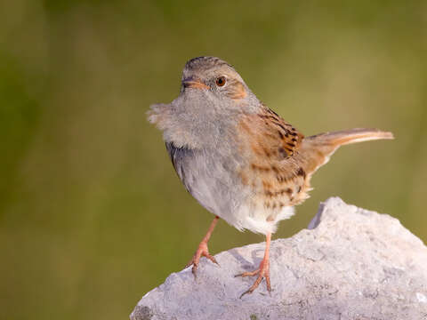 Image of Dunnock