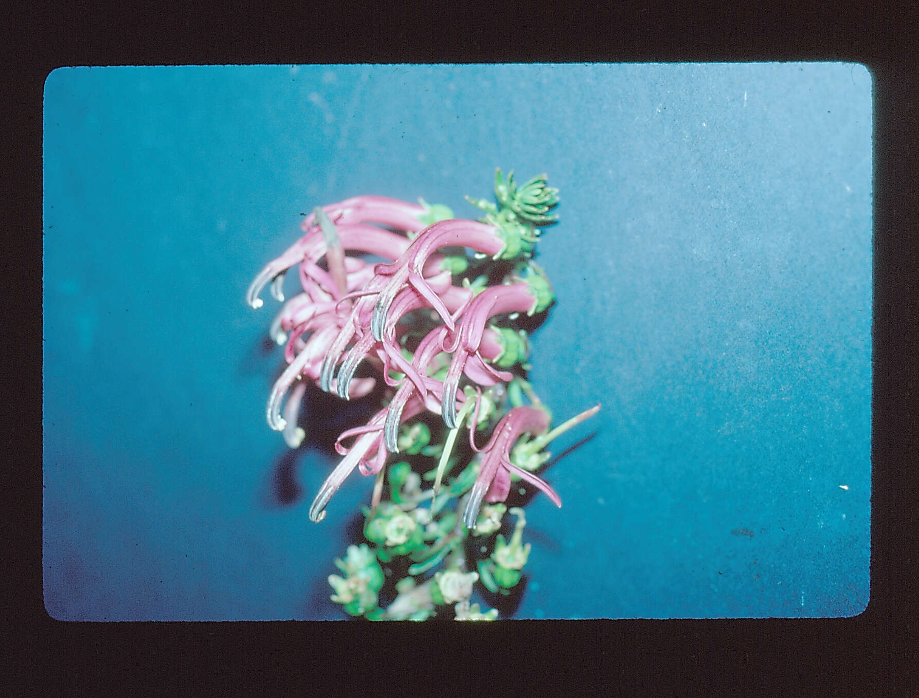 Image of false lobelia