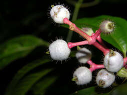 Image of Miconia lateriflora Cogn.