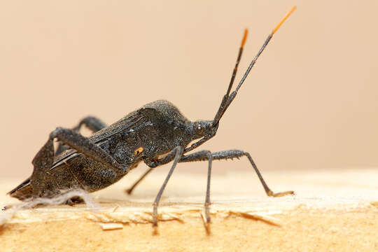 Image of Florida leaf-footed bug