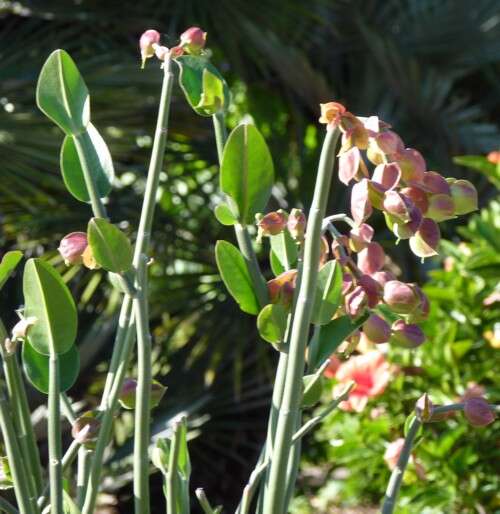 Sivun Euphorbia bracteata Jacq. kuva