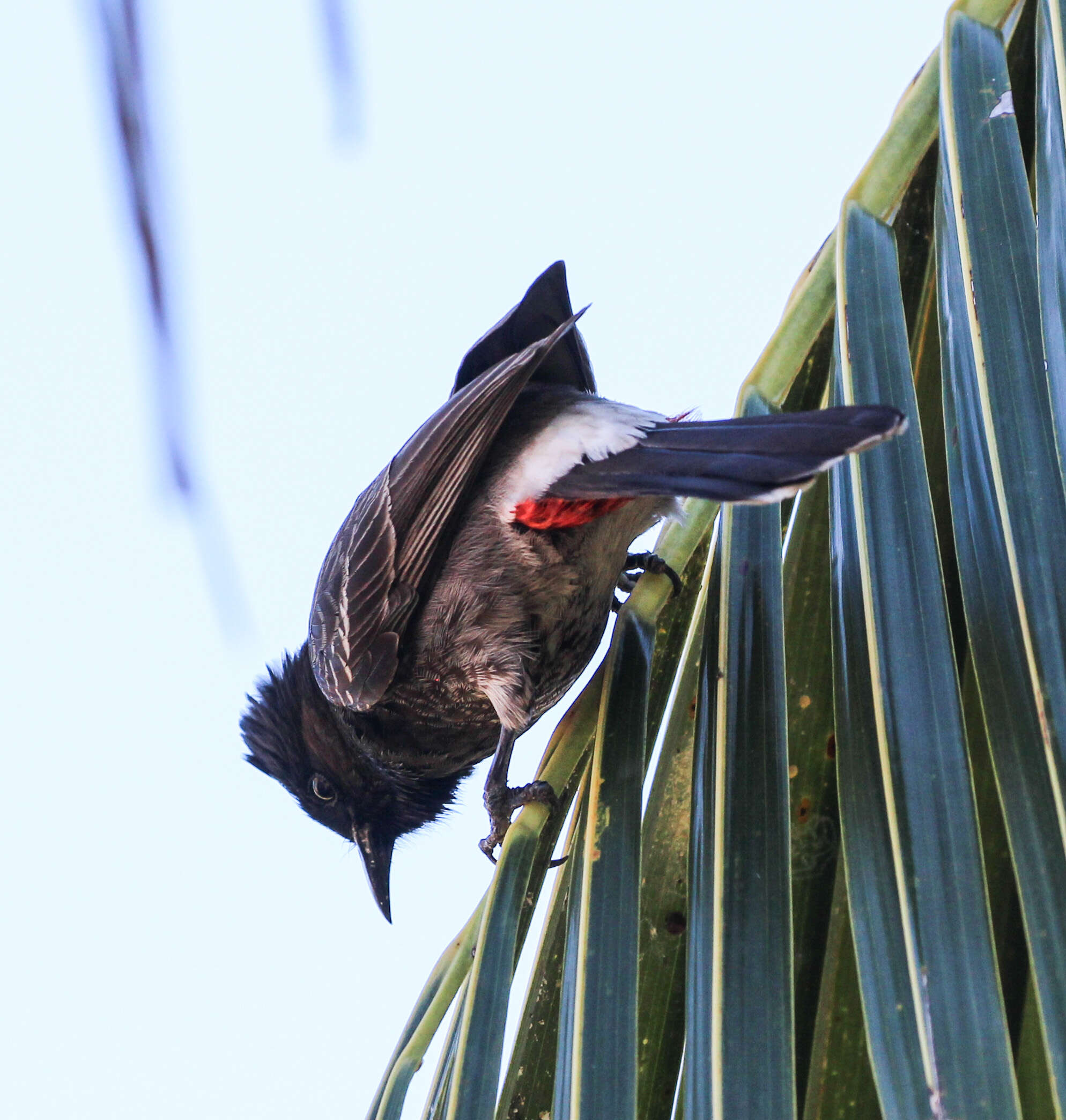 Image of Red-vented Bulbul