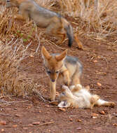 Image of Black-backed Jackal