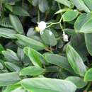 Image of Begonia echinosepala Regel