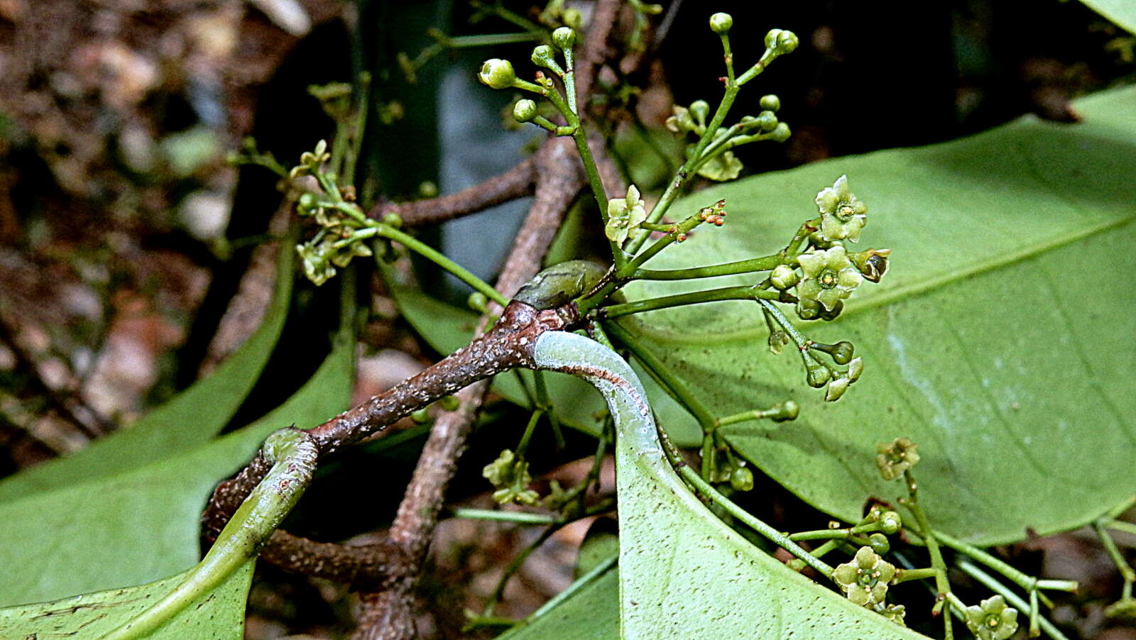 Tontelea mauritioides (A. C. Sm.) A. C. Sm.的圖片