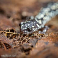 Plethodon glutinosus (Green 1818) resmi