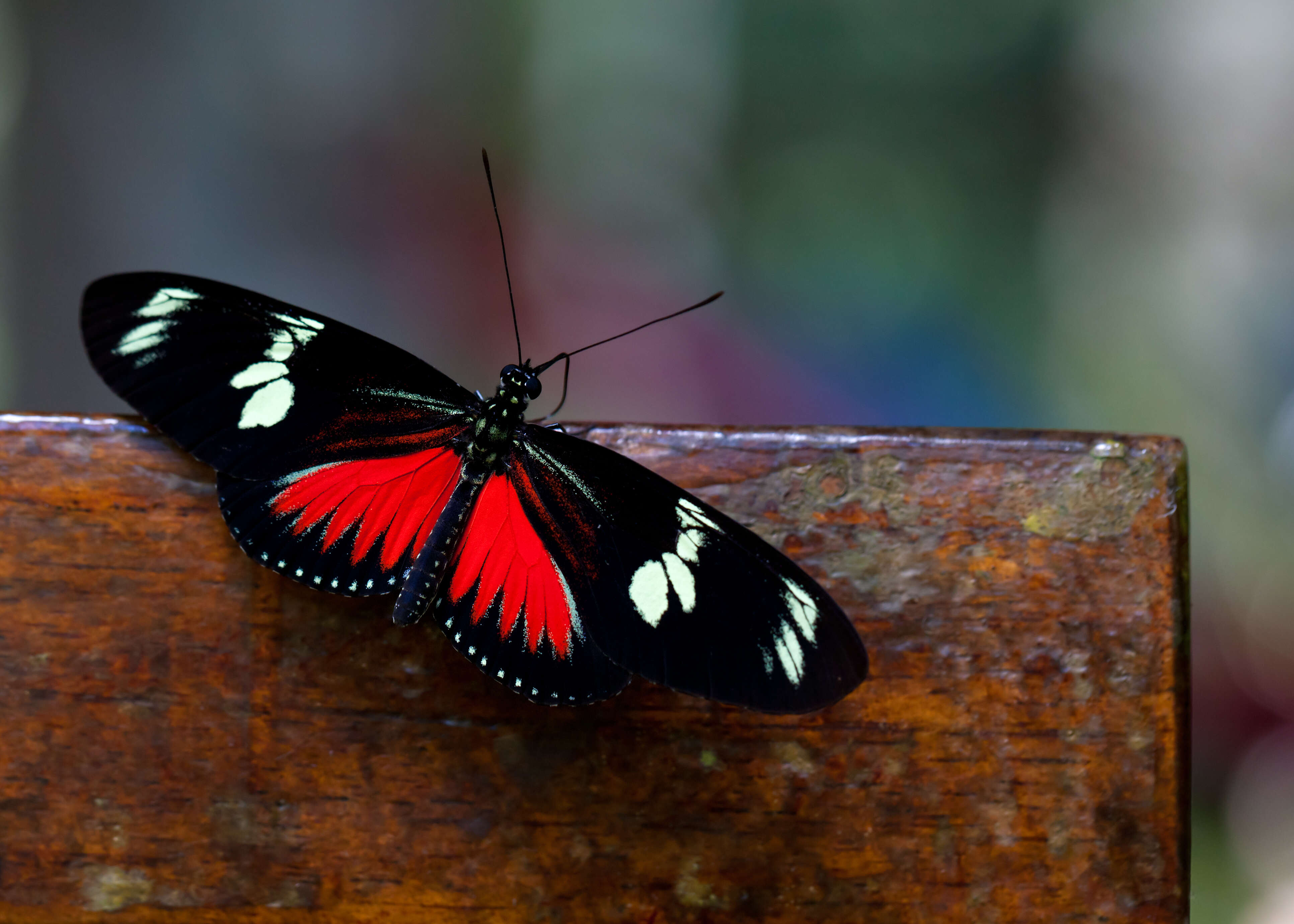 Image of Heliconius