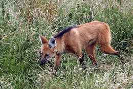 Image of Maned Wolves