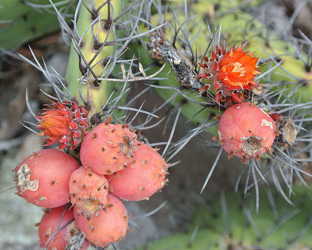 Image of Opuntia stenopetala Engelm.