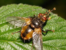 Image de Tachina fera (Linnaeus 1761)