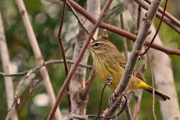 Image de Paruline à couronne rousse