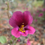 Image of Kellogg's monkeyflower