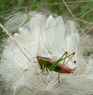 Image of Lesser Meadow Katydids