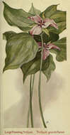 Image of trillium