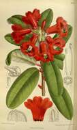 Image of Rhododendron neriiflorum Franch.