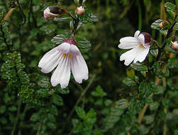 Image of Euphrasia borneensis Stapf