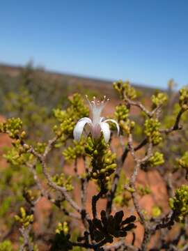 Image of Philotheca tubiflora George