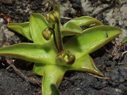 Image of Pinguicula alpina L.