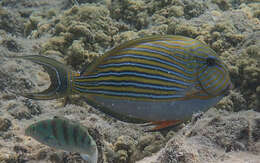 Image of Blue Banded Surgeonfish