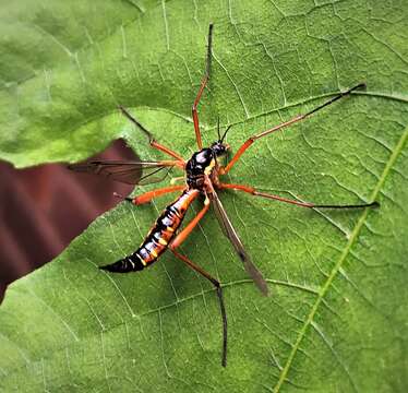 صورة Ctenophora (Ctenophora) pectinicornis (Linnaeus 1758)