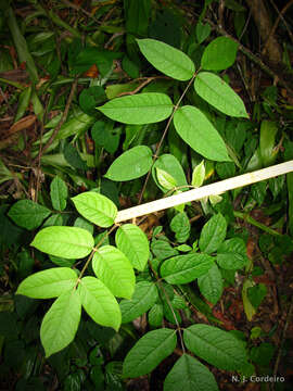 Image of aralia