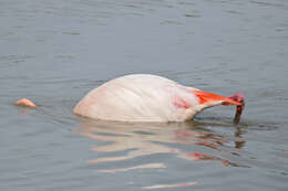 Imagem de Phoenicopterus roseus Pallas 1811