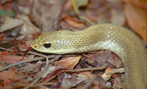 Image of Malagasy hognose snake