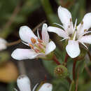 Image of Samolus repens (J. R. & G. Forst.) Pers.