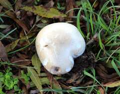 Image of Agaricus arvensis Schaeff. 1774