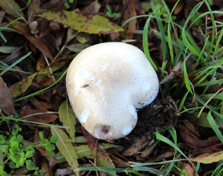 Image of Agaricus arvensis Schaeff. 1774